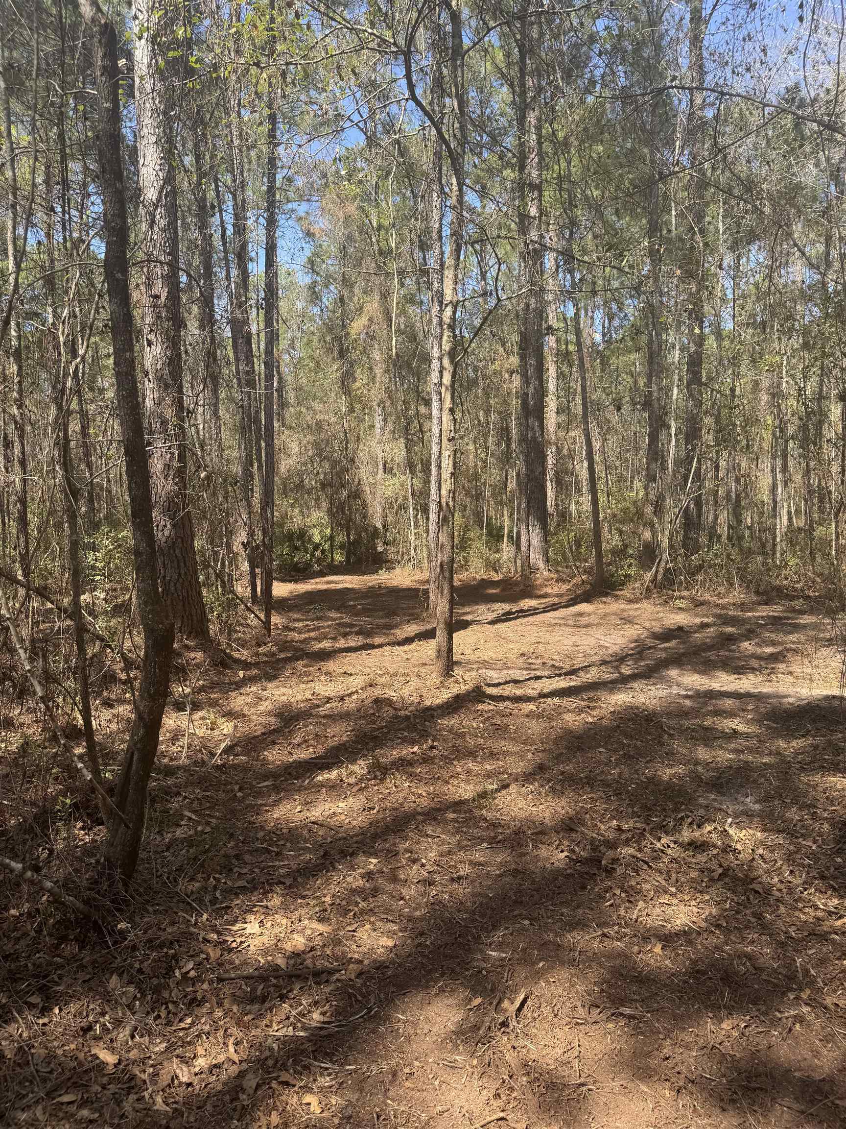 Xx Lighthouse Road Crawfordville, FL 32327 - Photo 11 of 30