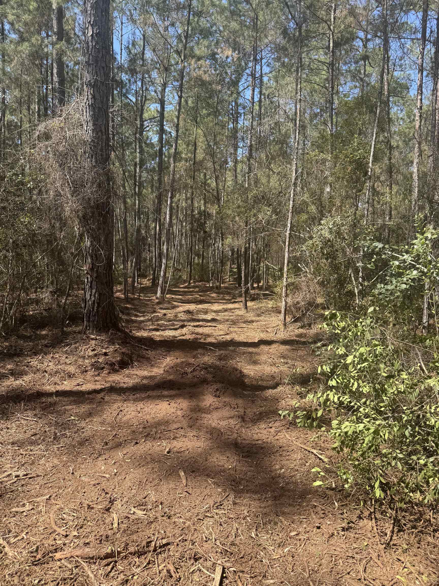 Xx Lighthouse Road Crawfordville, FL 32327 - Photo 12 of 30