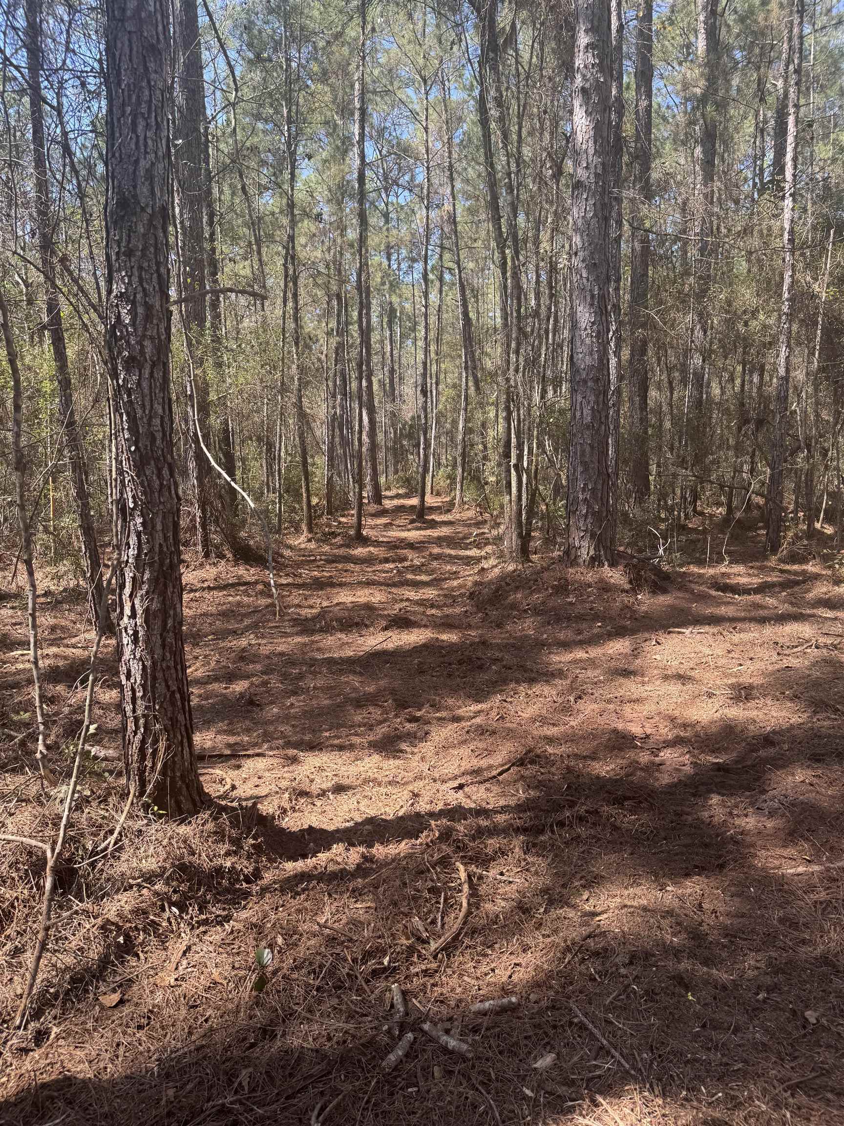 Xx Lighthouse Road Crawfordville, FL 32327 - Photo 14 of 30