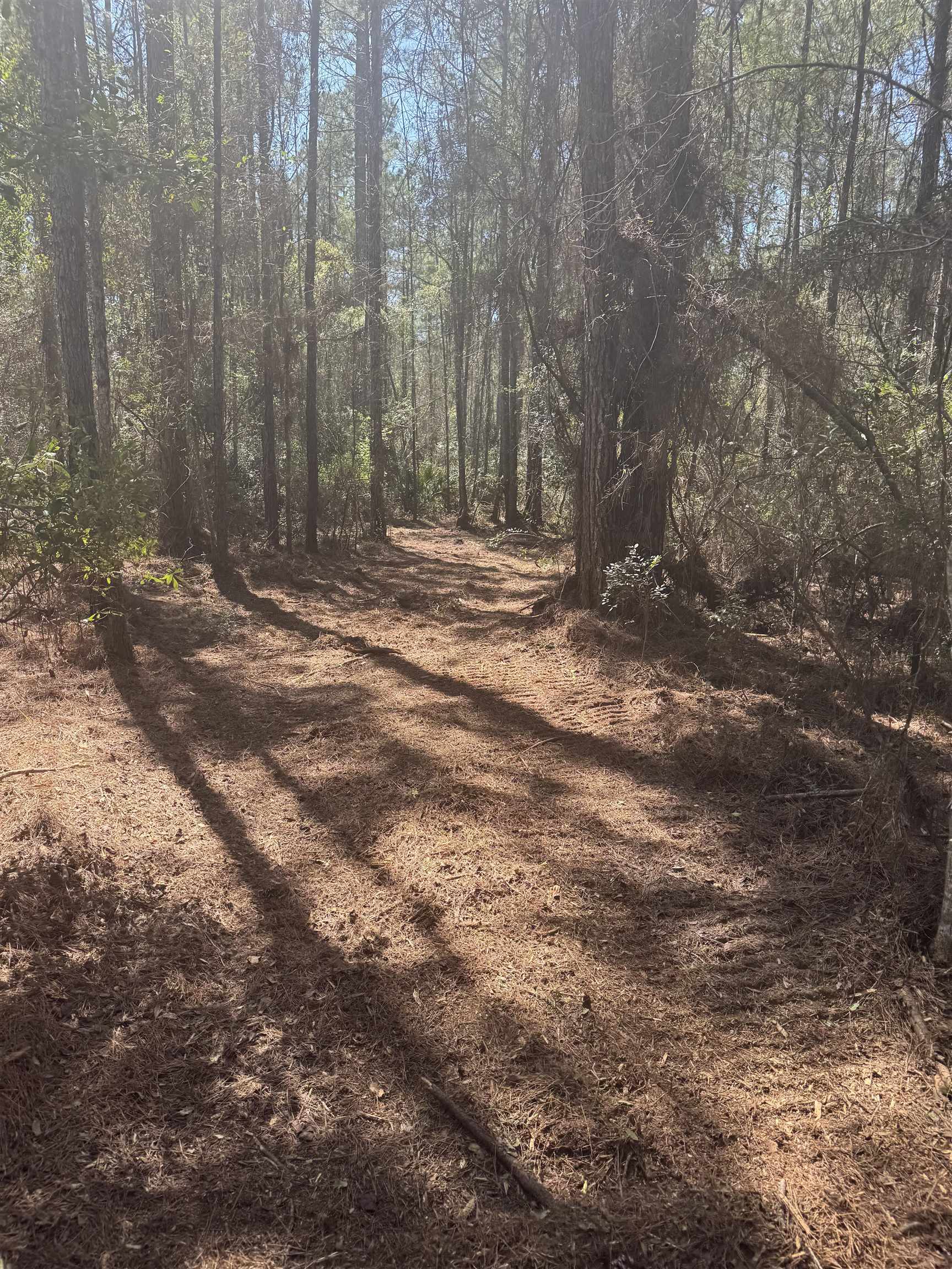 Xx Lighthouse Road Crawfordville, FL 32327 - Photo 15 of 30