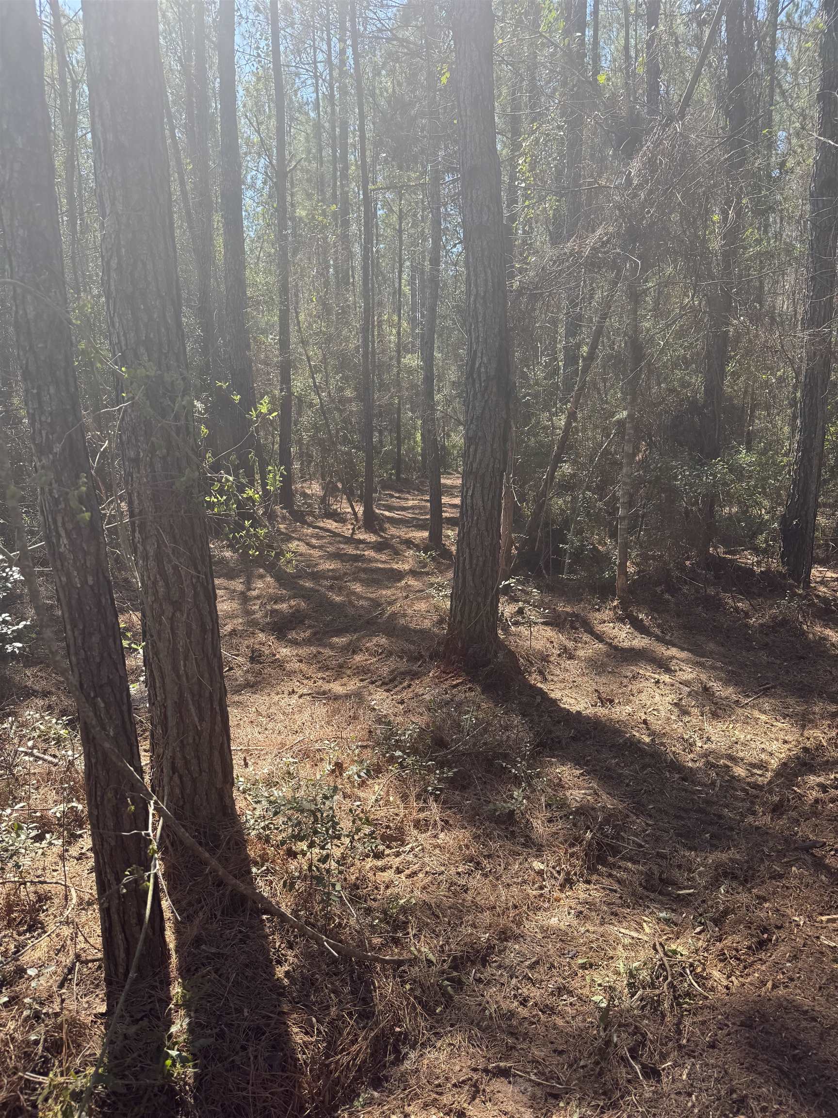 Xx Lighthouse Road Crawfordville, FL 32327 - Photo 16 of 30