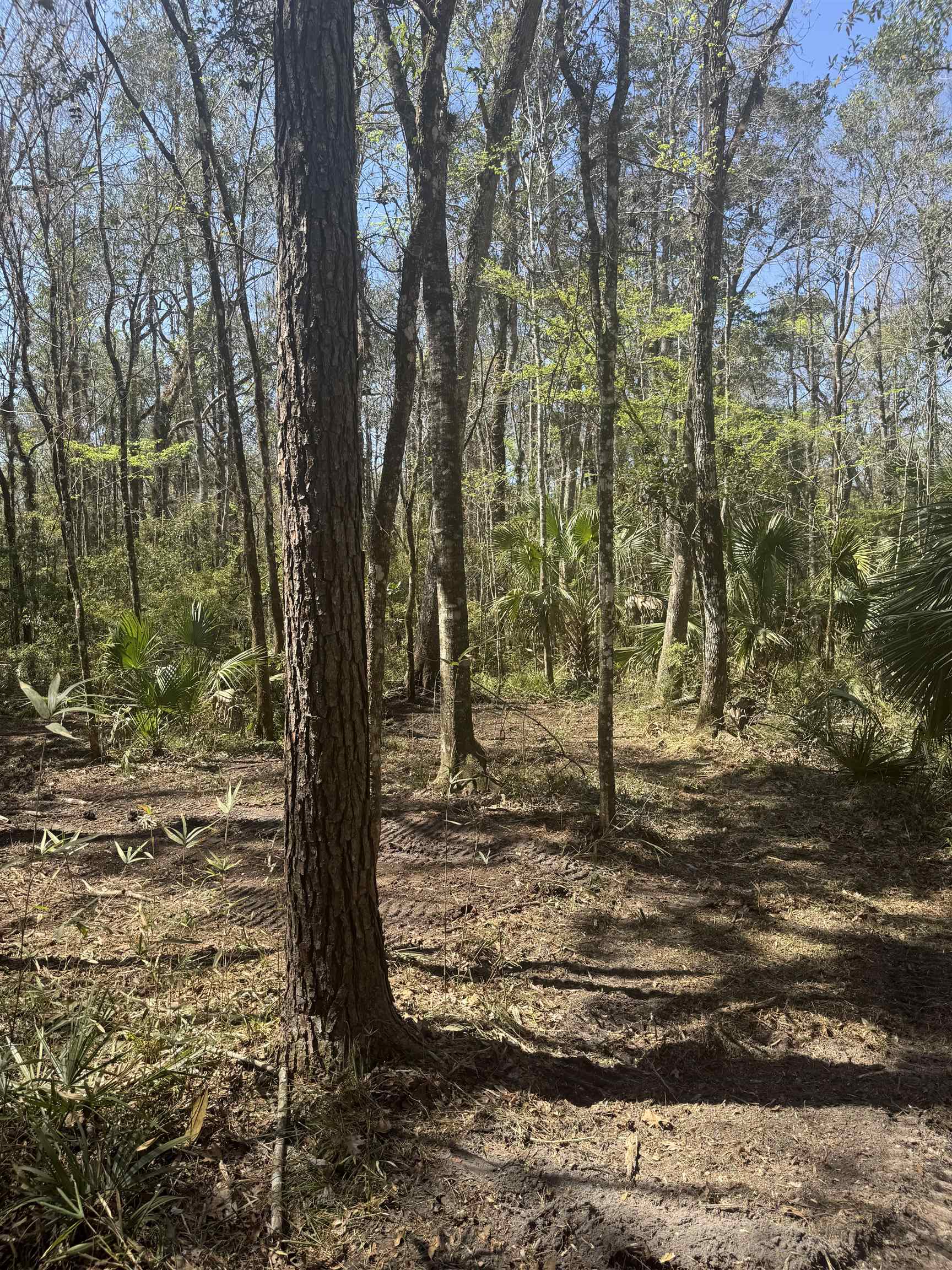 Xx Lighthouse Road Crawfordville, FL 32327 - Photo 2 of 30