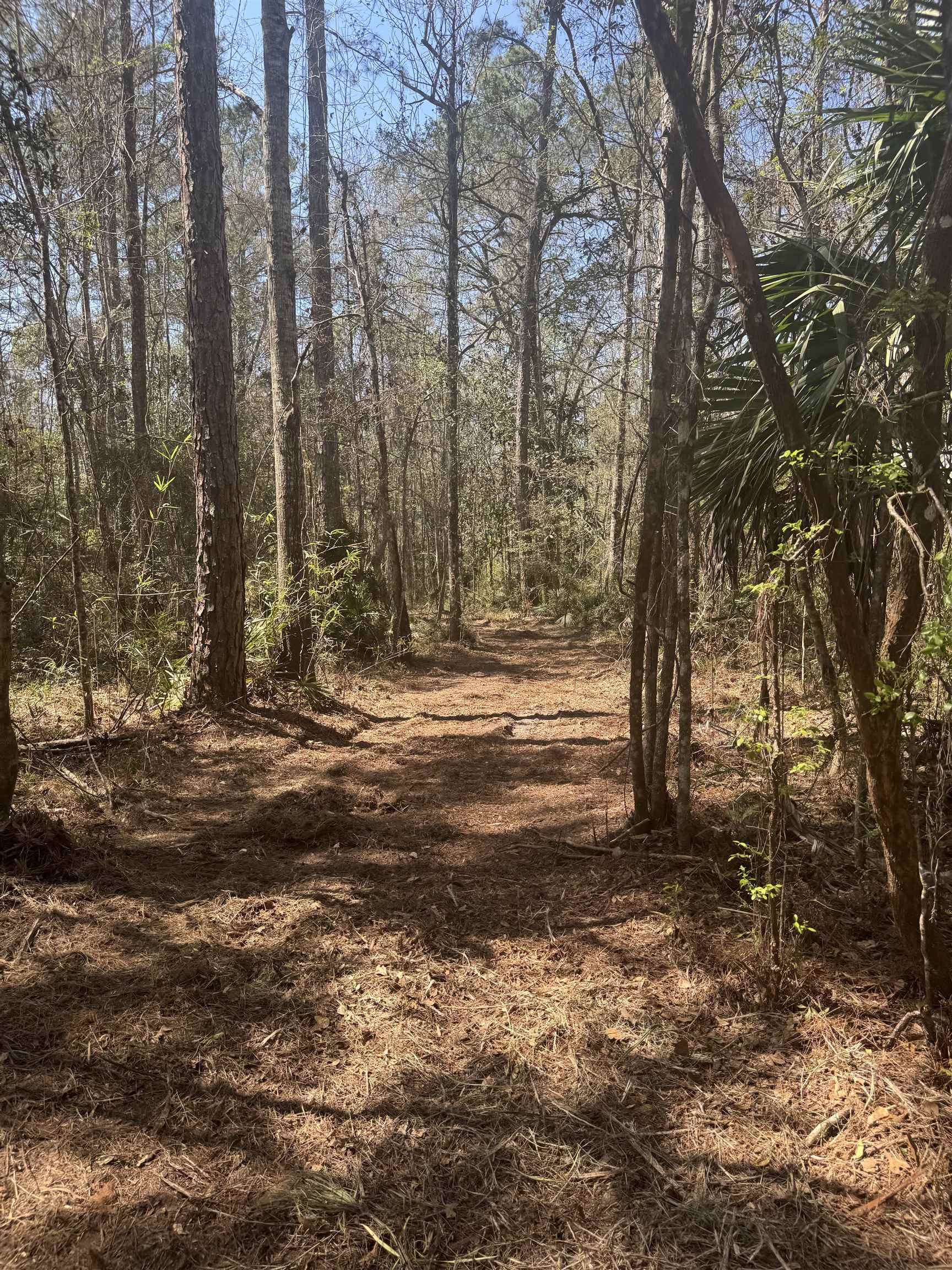 Xx Lighthouse Road Crawfordville, FL 32327 - Photo 3 of 30