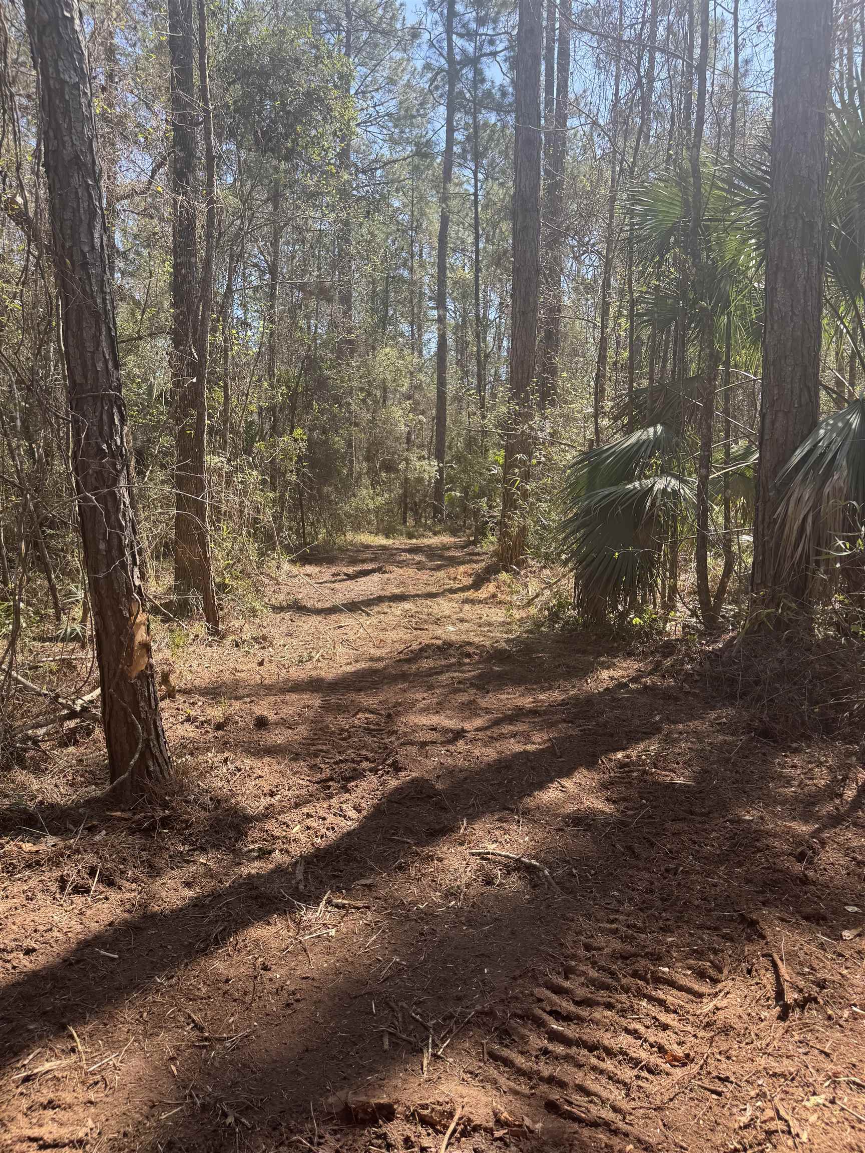 Xx Lighthouse Road Crawfordville, FL 32327 - Photo 4 of 30