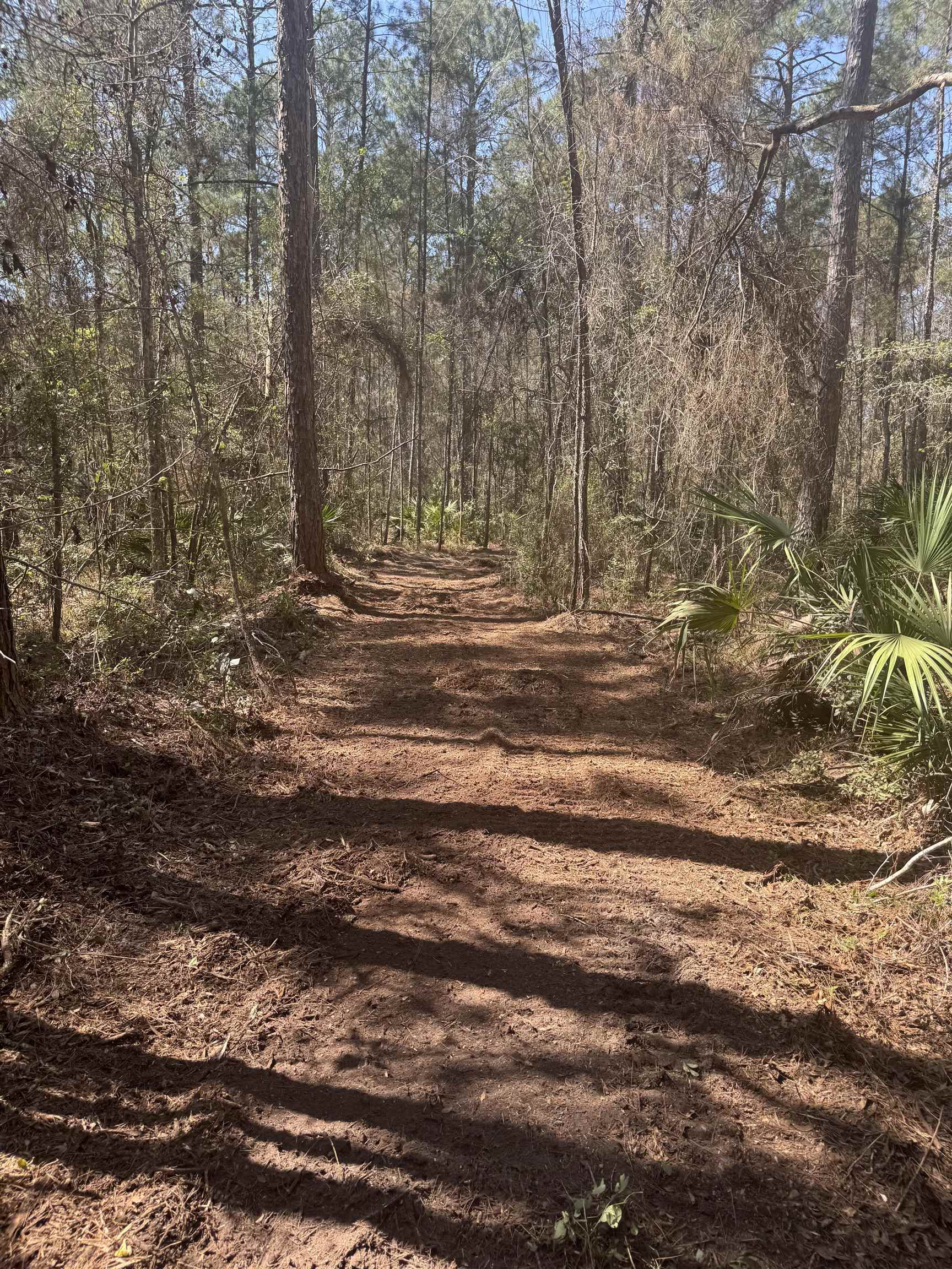 Xx Lighthouse Road Crawfordville, FL 32327 - Photo 6 of 30
