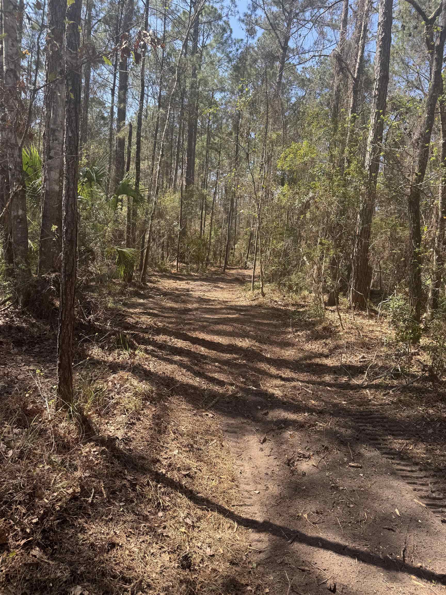 Xx Lighthouse Road Crawfordville, FL 32327 - Photo 7 of 30