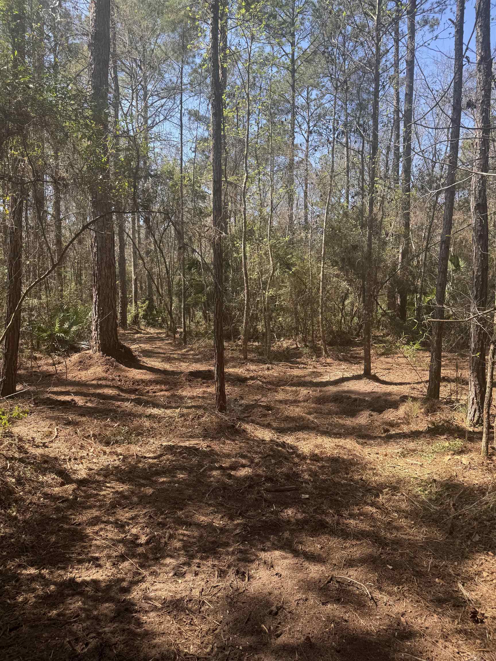 Xx Lighthouse Road Crawfordville, FL 32327 - Photo 8 of 30