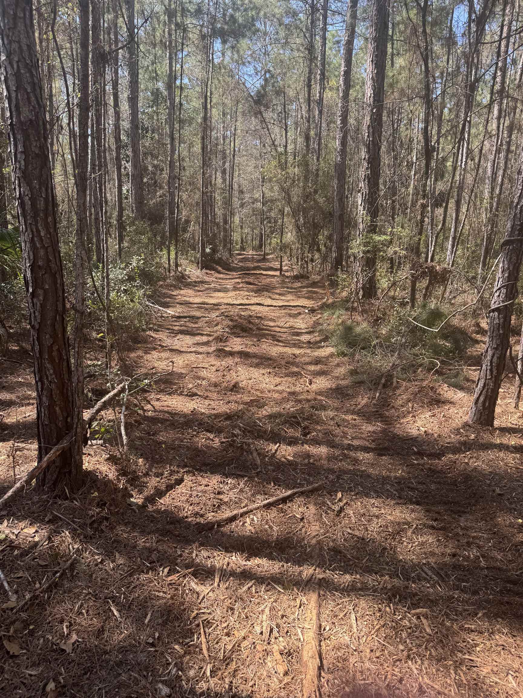 Xx Lighthouse Road Crawfordville, FL 32327 - Photo 9 of 30