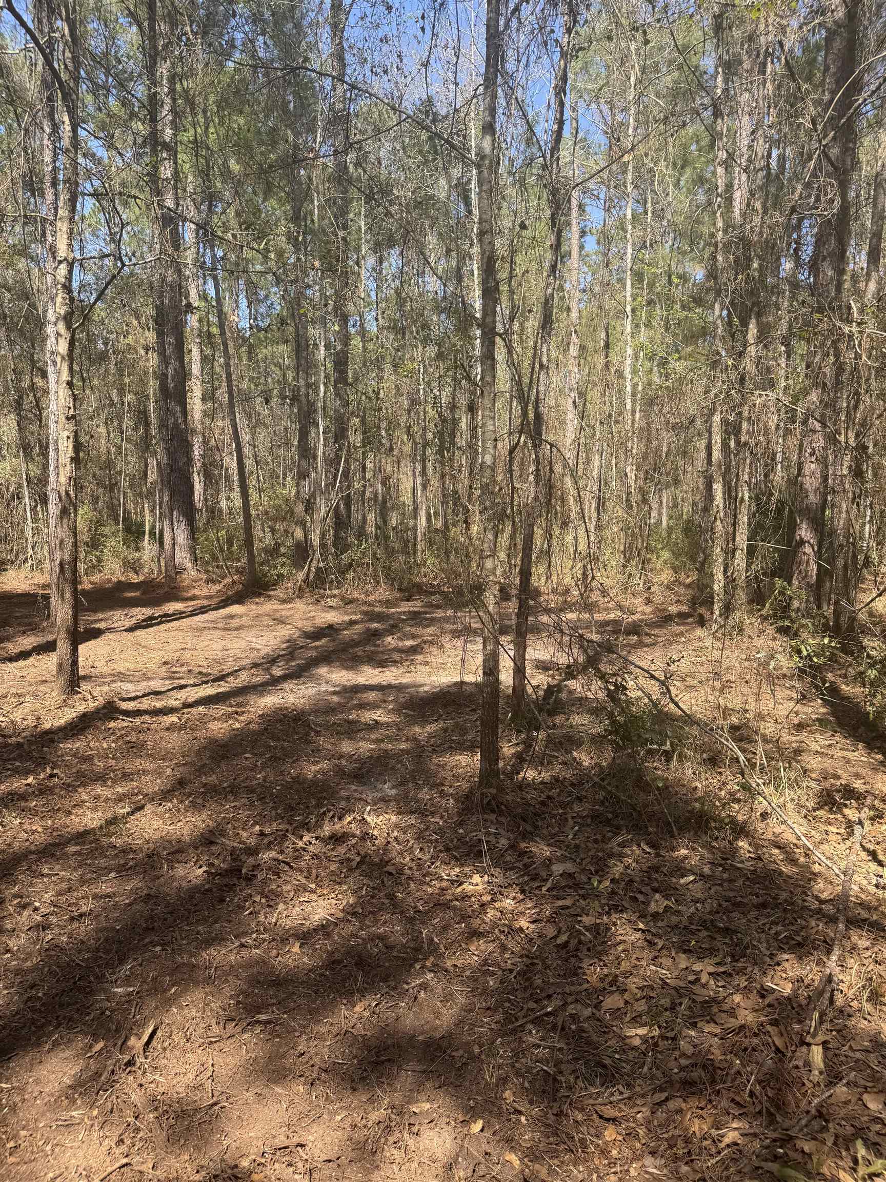 Xx Lighthouse Road Crawfordville, FL 32327 - Photo 10 of 30