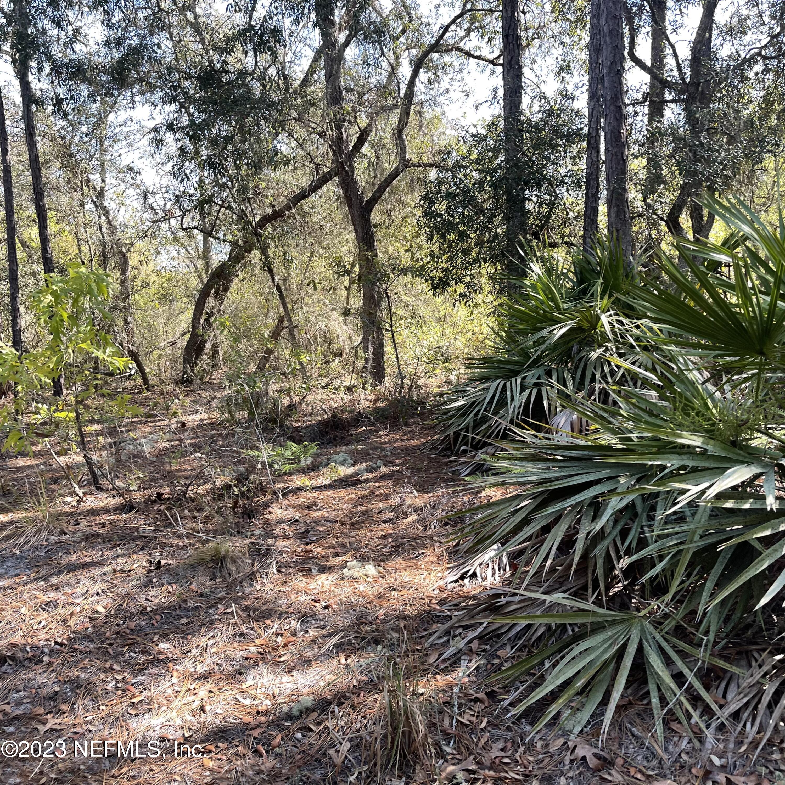 0 Neal Road Hawthorne, FL 32640 - Photo 14 of 35 IMG_E8880