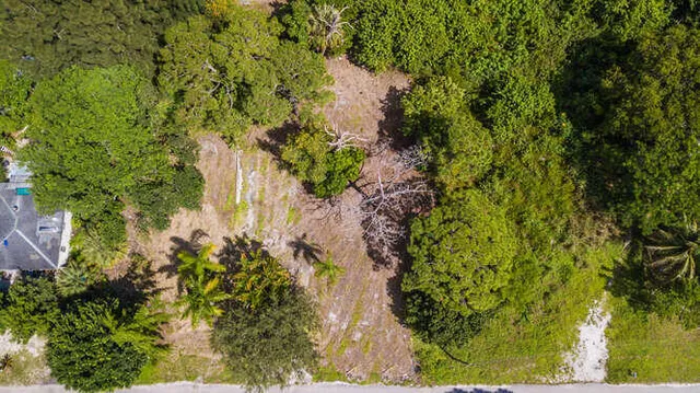a view of a yard with an tree