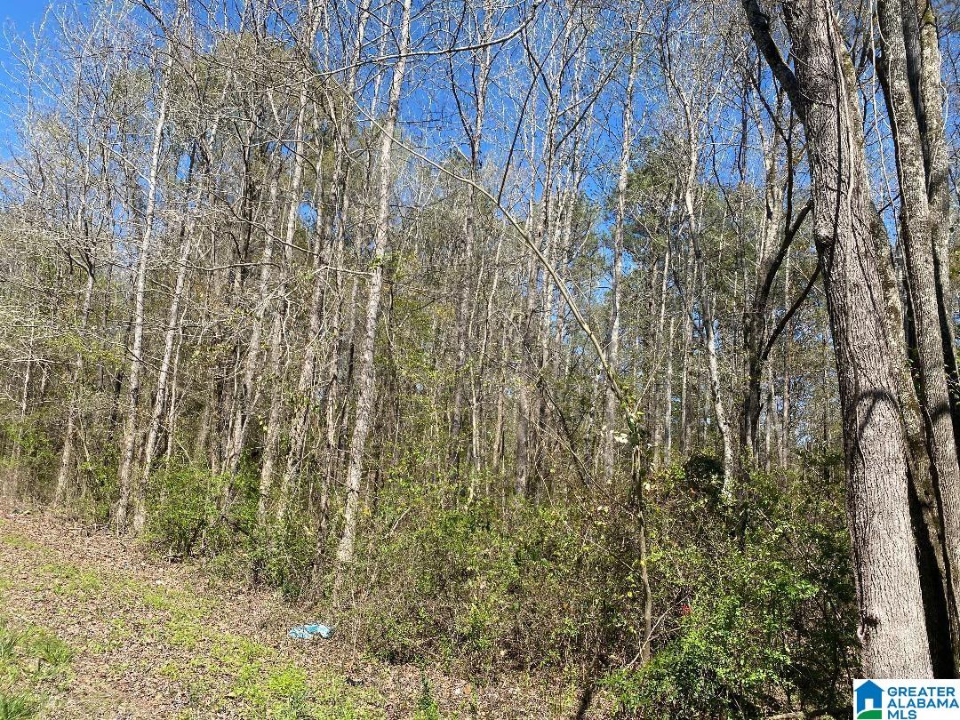 Cedrum Road Carbon Hill, AL 35549 - Photo 4 of 4