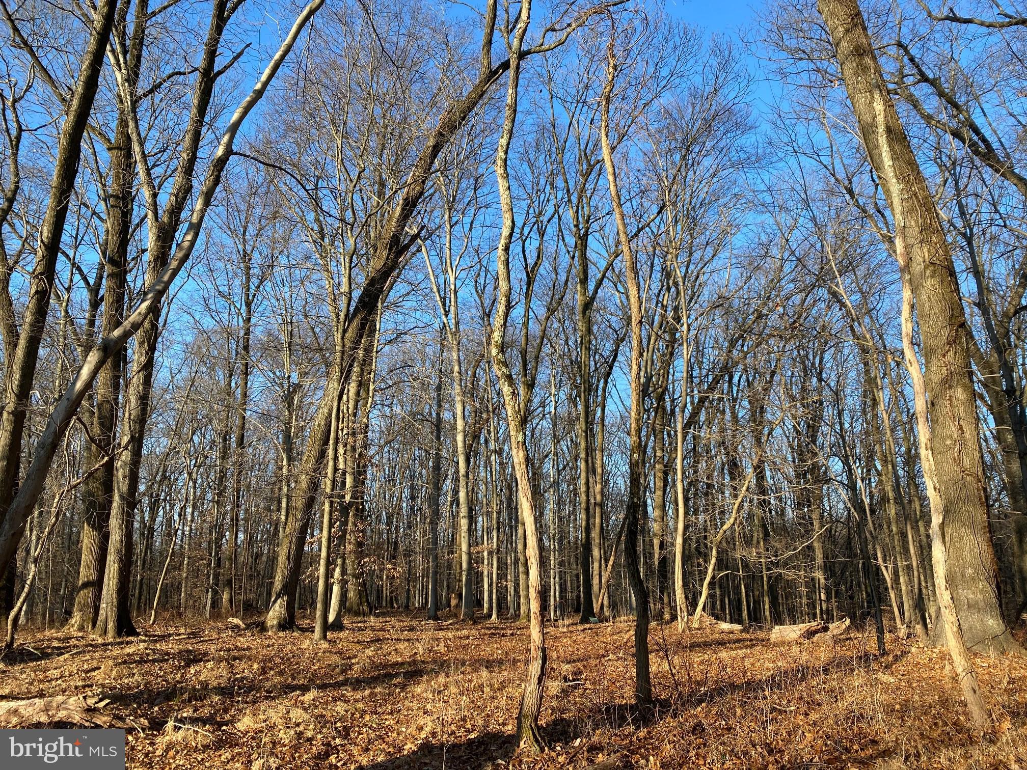 Fork Road Baldwin, MD 21013 - Photo 1 of 2 Wooded building area, gently rolling