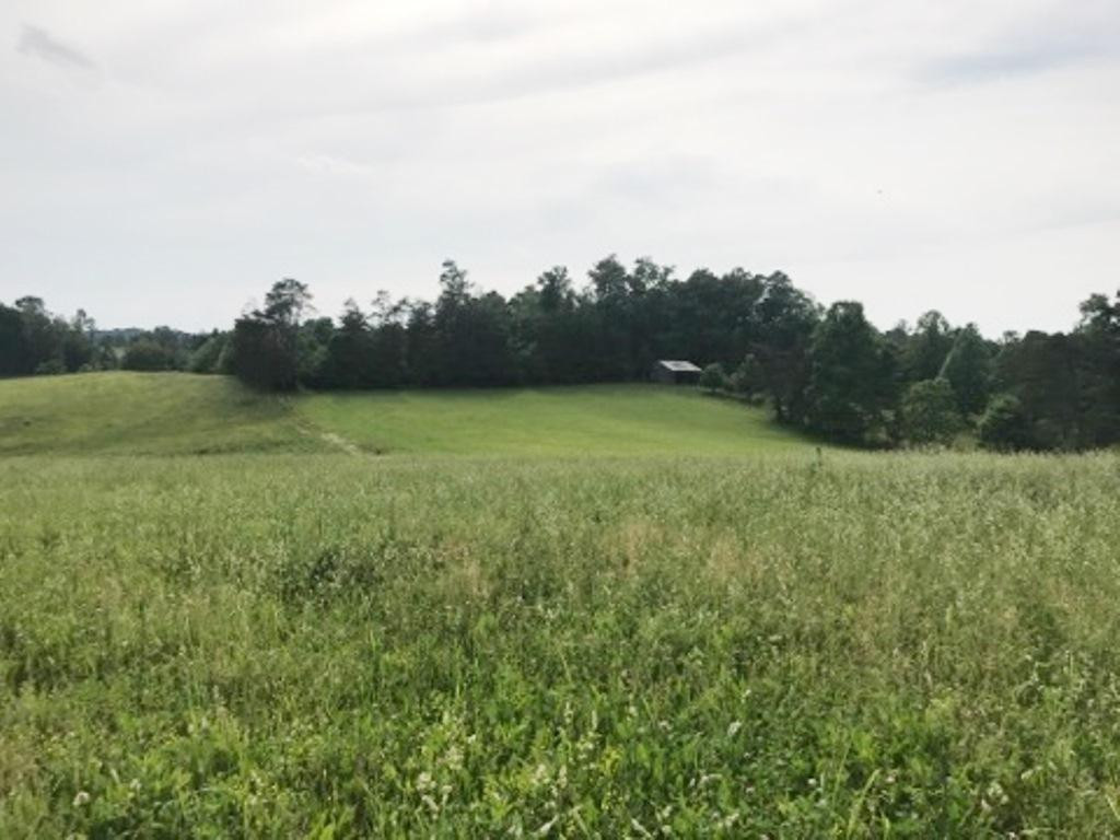 Tbd Donald Broyles Road Chuckey, TN 37641 - Photo 8 of 20 View of the Land