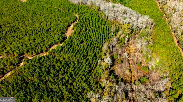 a close up of a plant