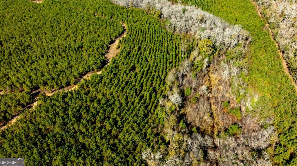 0 Mead Rd & Cemetery Road Oglethorpe, GA 31041 - Photo 11 of 26 a close up of a plant