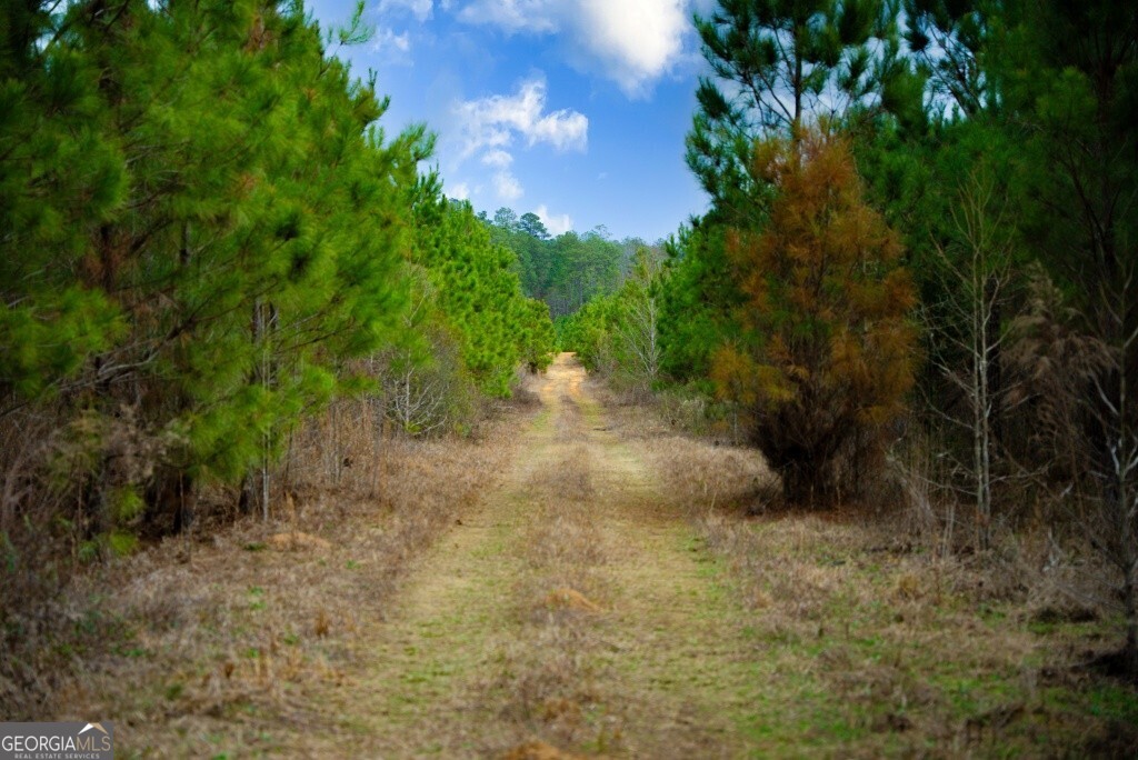 0 Mead Rd & Cemetery Road Oglethorpe, GA 31041 - Photo 18 of 26 a view of an outdoor space