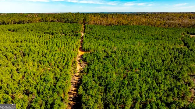 a view of a forest with a tree