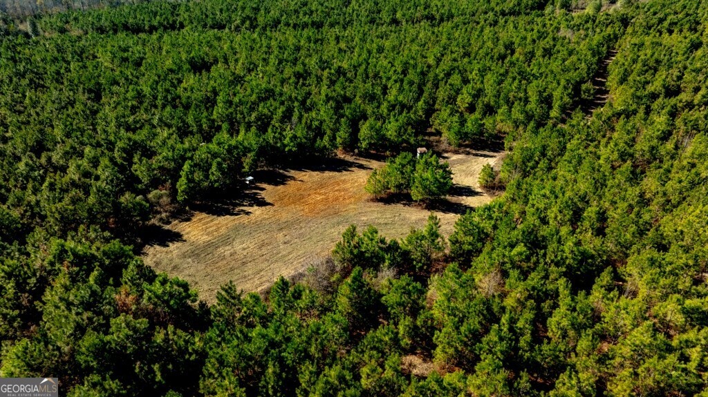 0 Mead Rd & Cemetery Road Oglethorpe, GA 31041 - Photo 22 of 26 a view of a forest with a tree