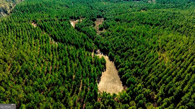 a close up of a plant in a garden