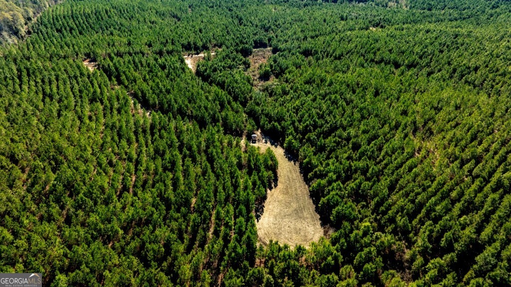 0 Mead Rd & Cemetery Road Oglethorpe, GA 31041 - Photo 4 of 26 a close up of a plant in a garden