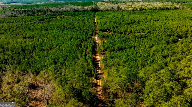 a view of a lush green forest