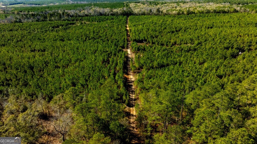 0 Mead Rd & Cemetery Road Oglethorpe, GA 31041 - Photo 7 of 26 a view of a lush green forest