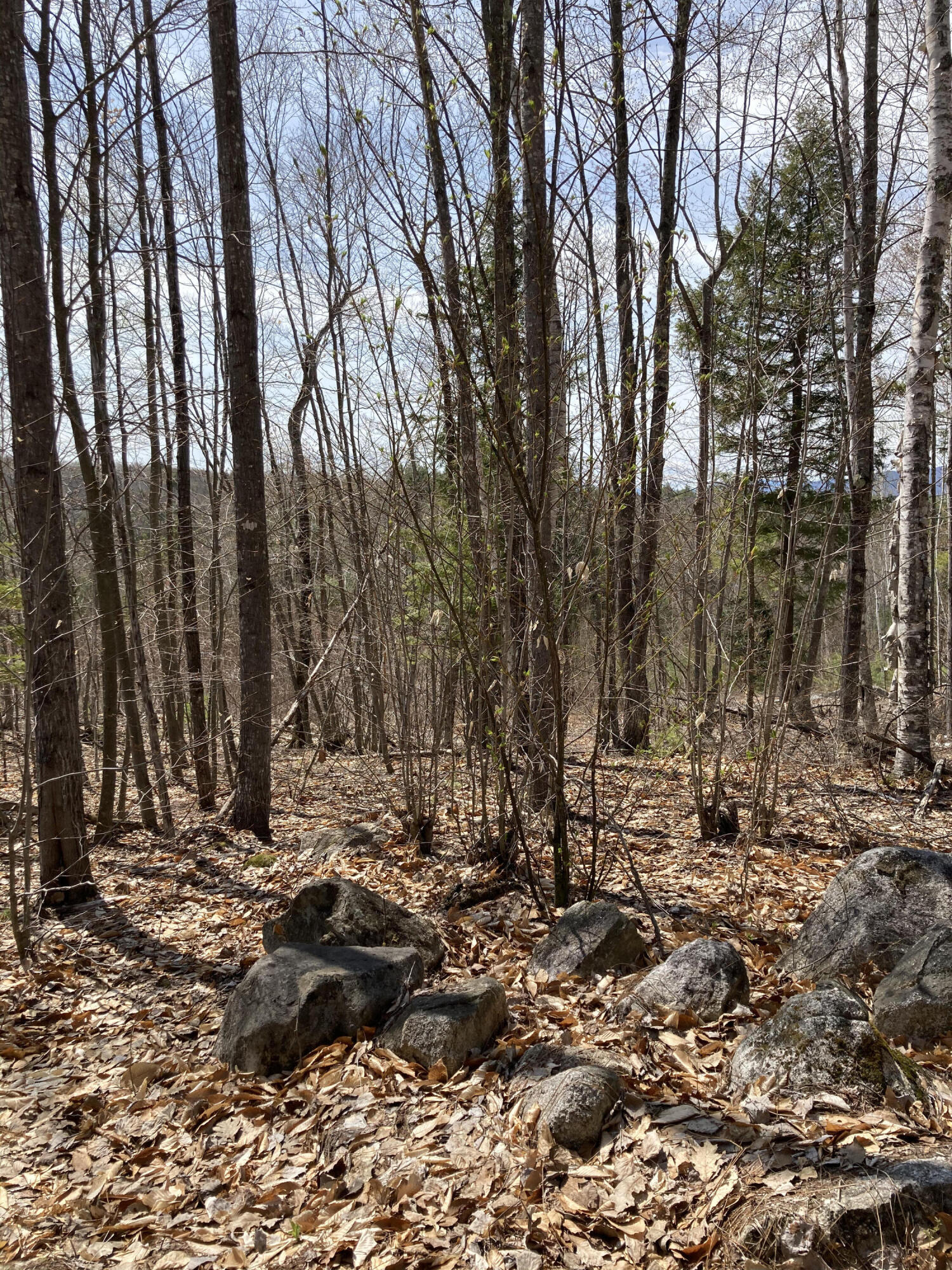 0 Loop Road Fryeburg, ME 04037 - Photo 9 of 16 IMG_4291