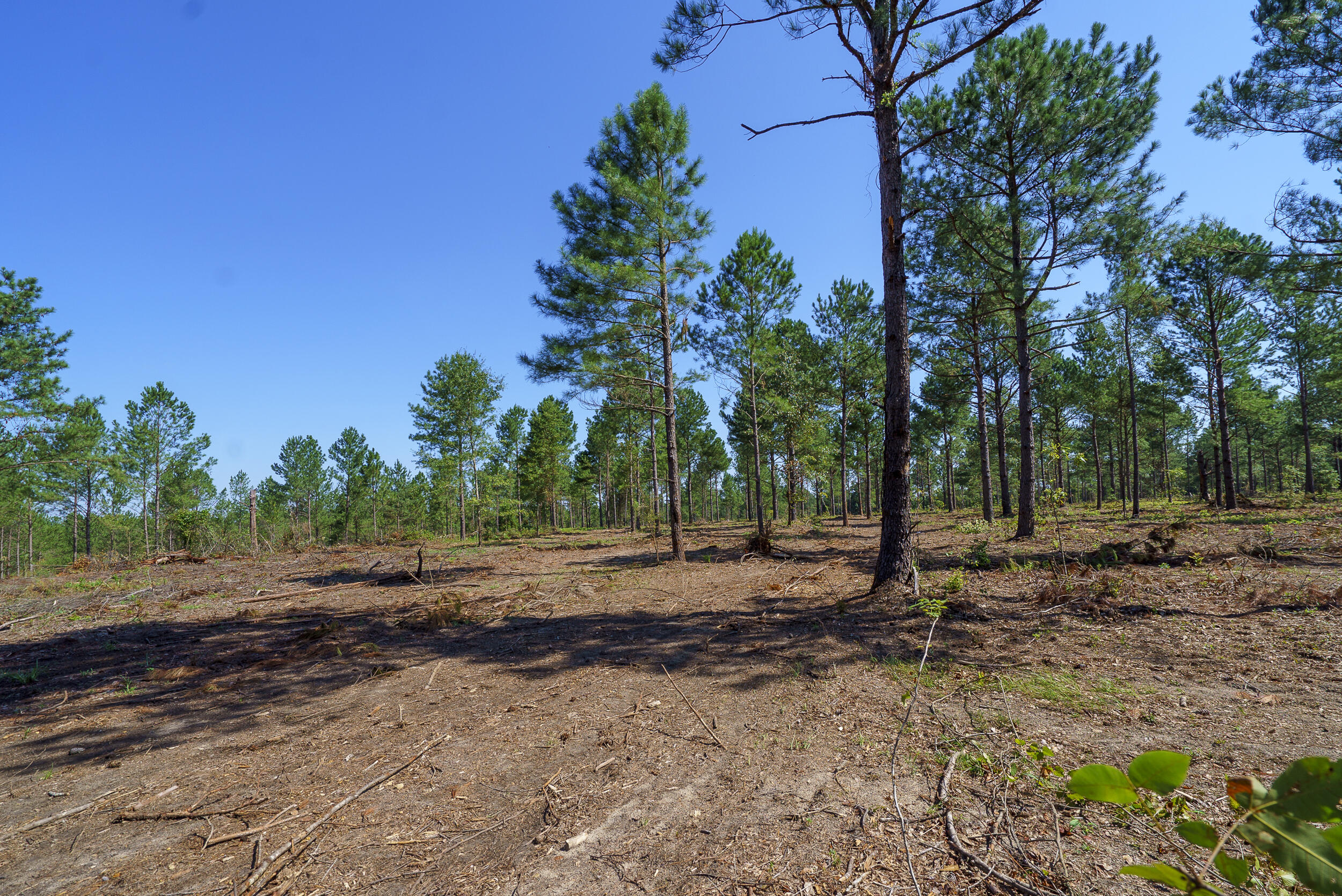 Lot 6 Bluffwood Road Wagener, SC 29164 - Photo 3 of 15