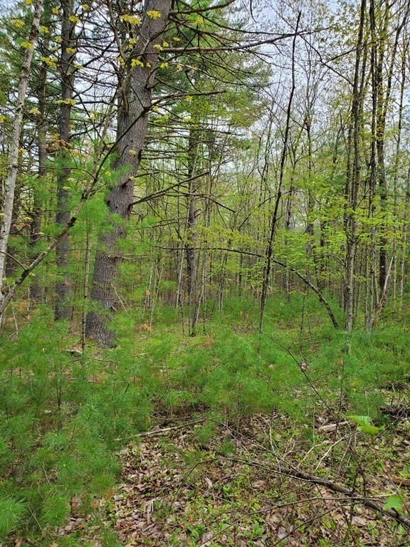 0 Michael Sears Road Belchertown, MA 01007 - Photo 5 of 8 Gallery Image 5