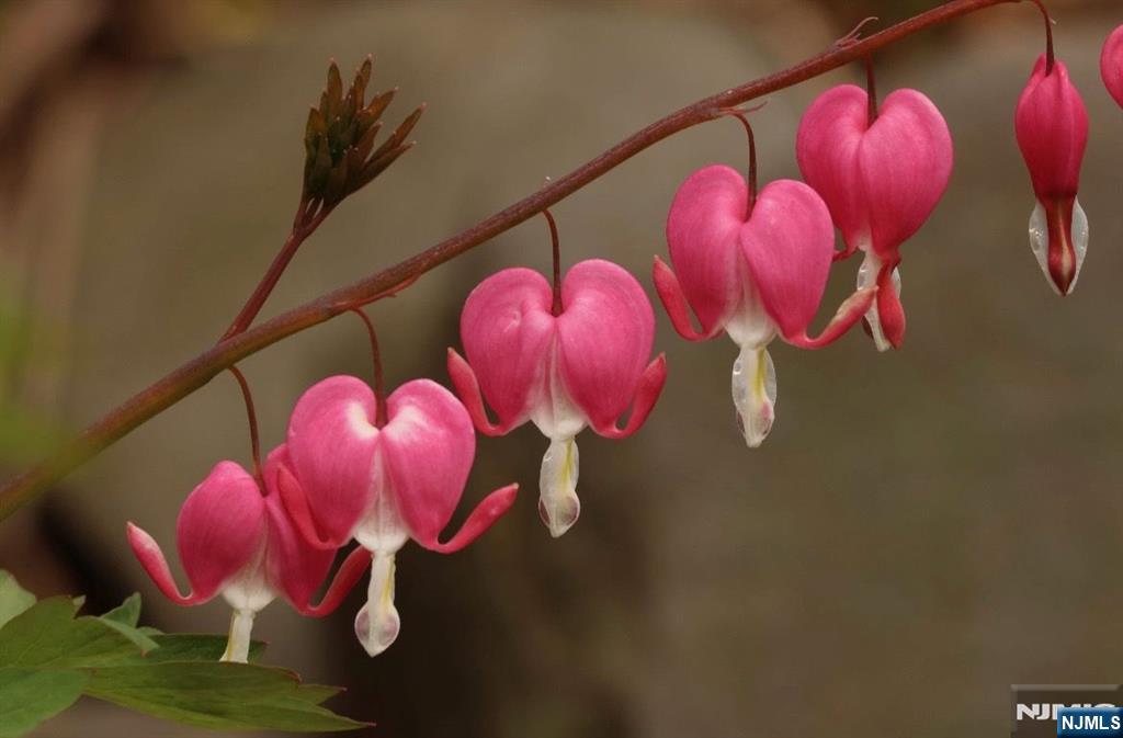 398 Grove Street Montclair, NJ 07043 - Photo 36 of 48