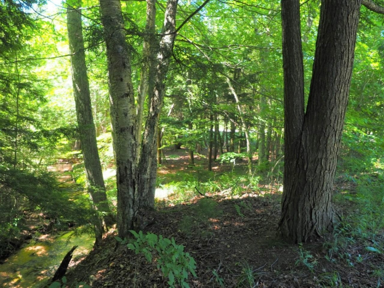 6201 Swamp Road Frankfort, MI 49635 - Photo 8 of 38 P7030747 (Custom)