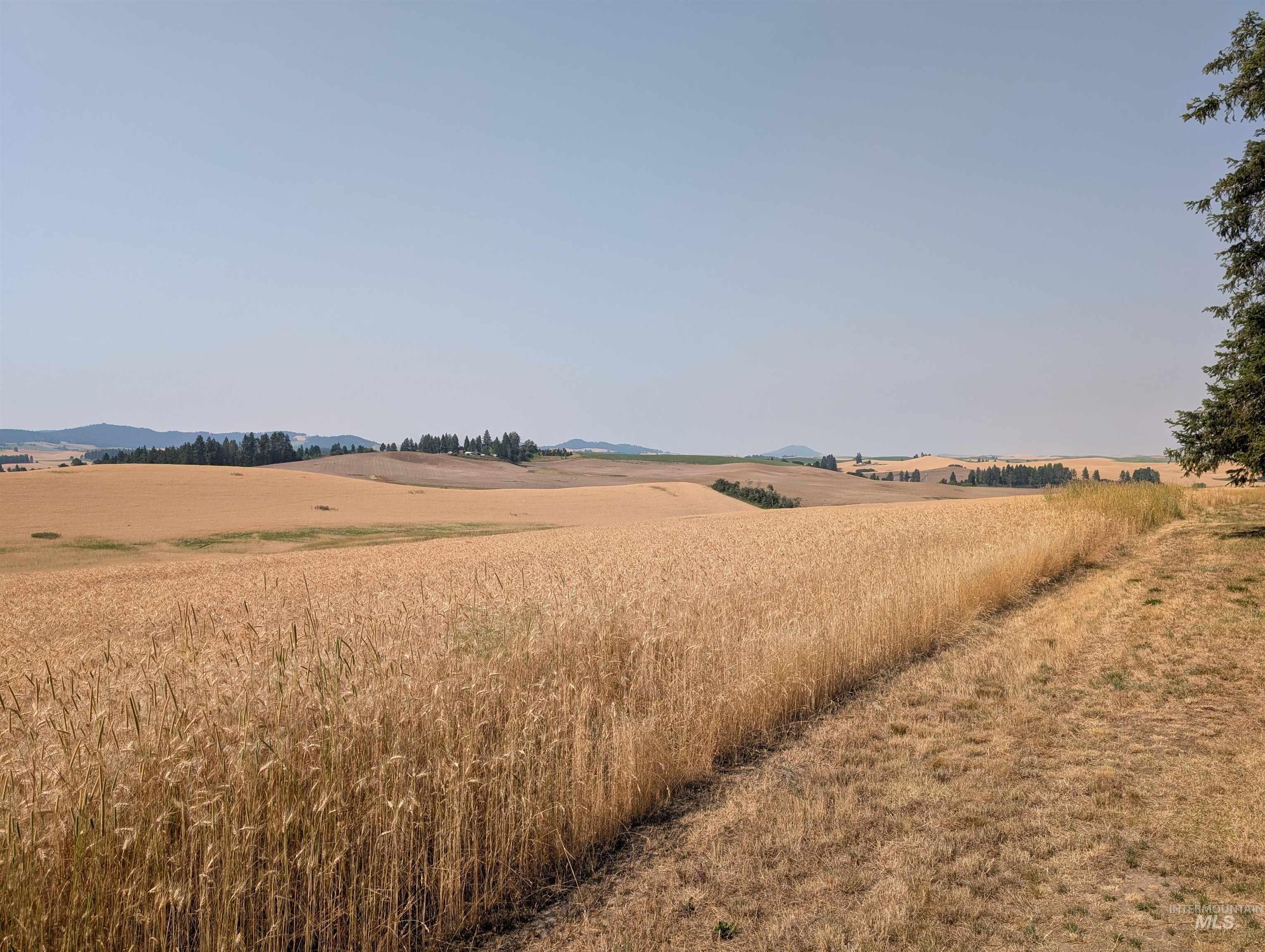 37-ac Tbd Boller Road Potlatch, ID 83855 - Photo 6 of 19 Gallery Image 6