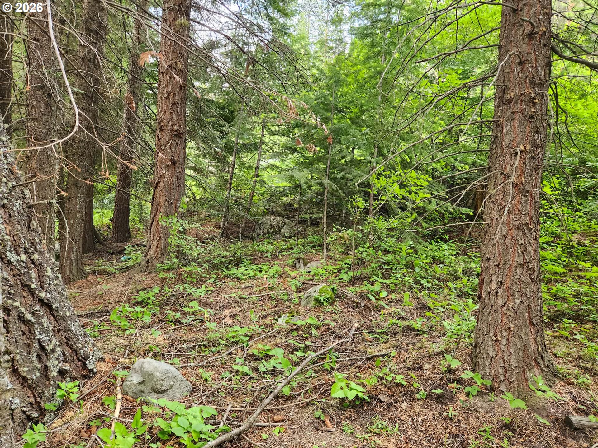 0 Forest Dell Road Joseph, OR 97846 - Photo 11 of 18