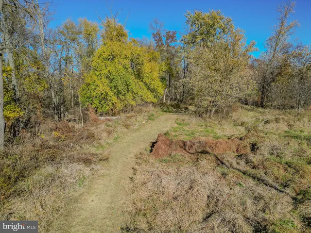a view of a yard with plants and large trees