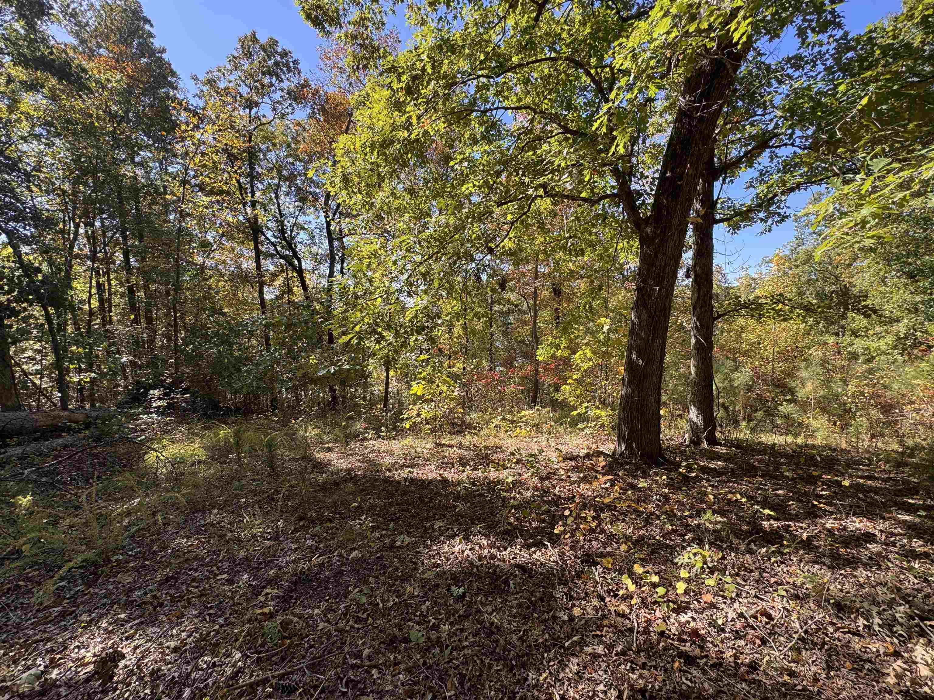 3350 Bruton Branch Road Savannah, TN 38372 - Photo 9 of 9 a big tree