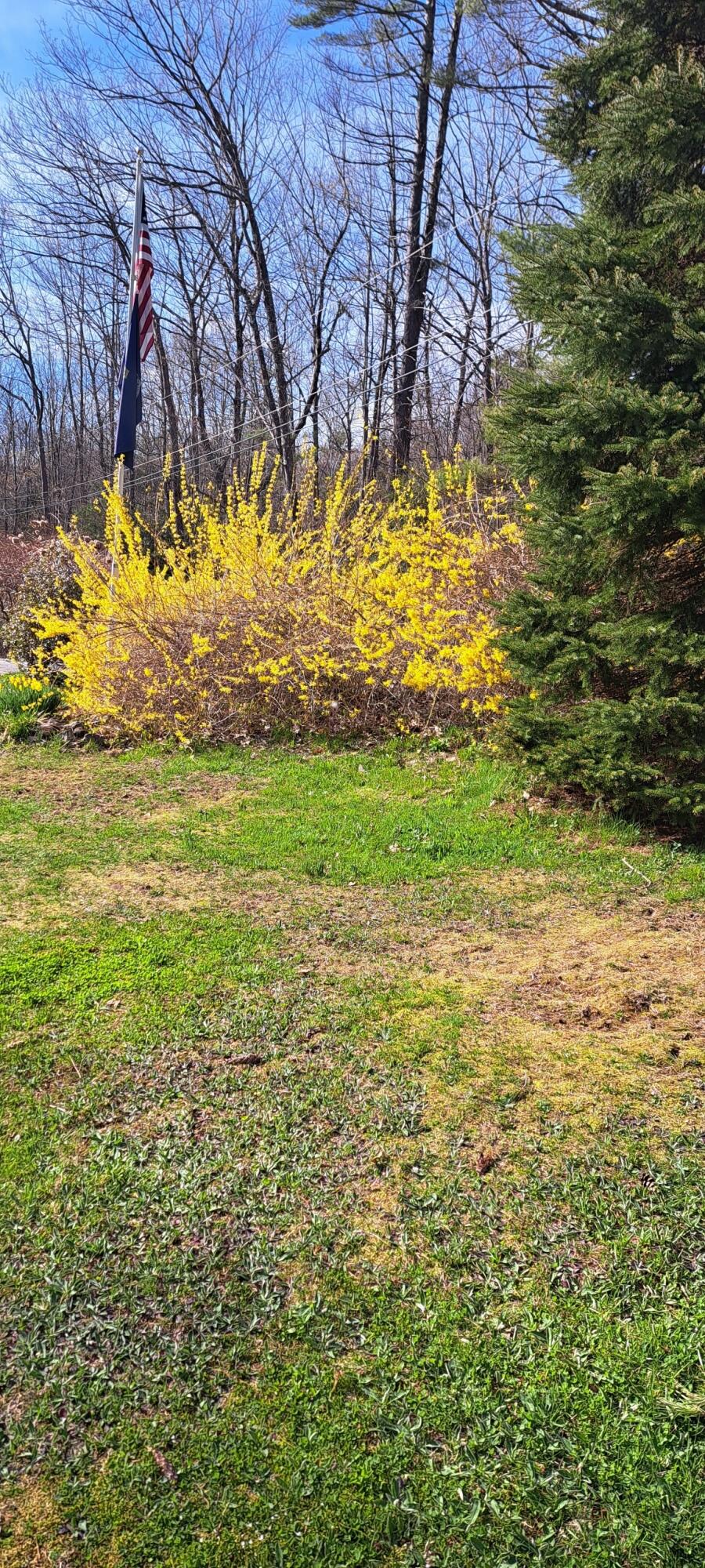 182 South River Road Greene, ME 04236 - Photo 31 of 31 Forsythia Bush