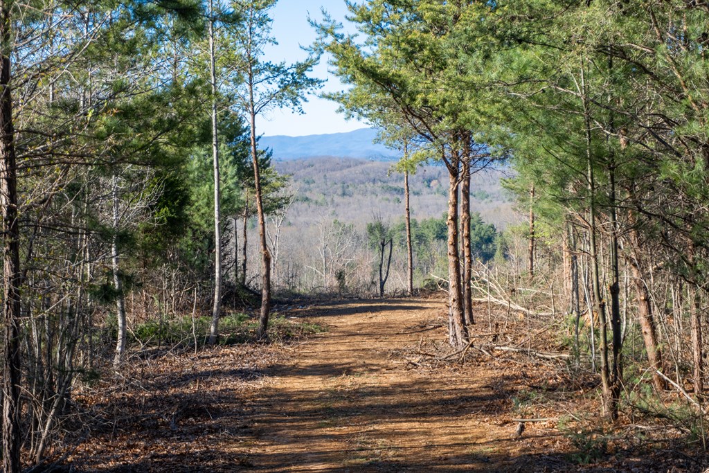 41-ac Loving Road Morganton, GA 30560 - Photo 12 of 29 a backyard of a house with lots of trees