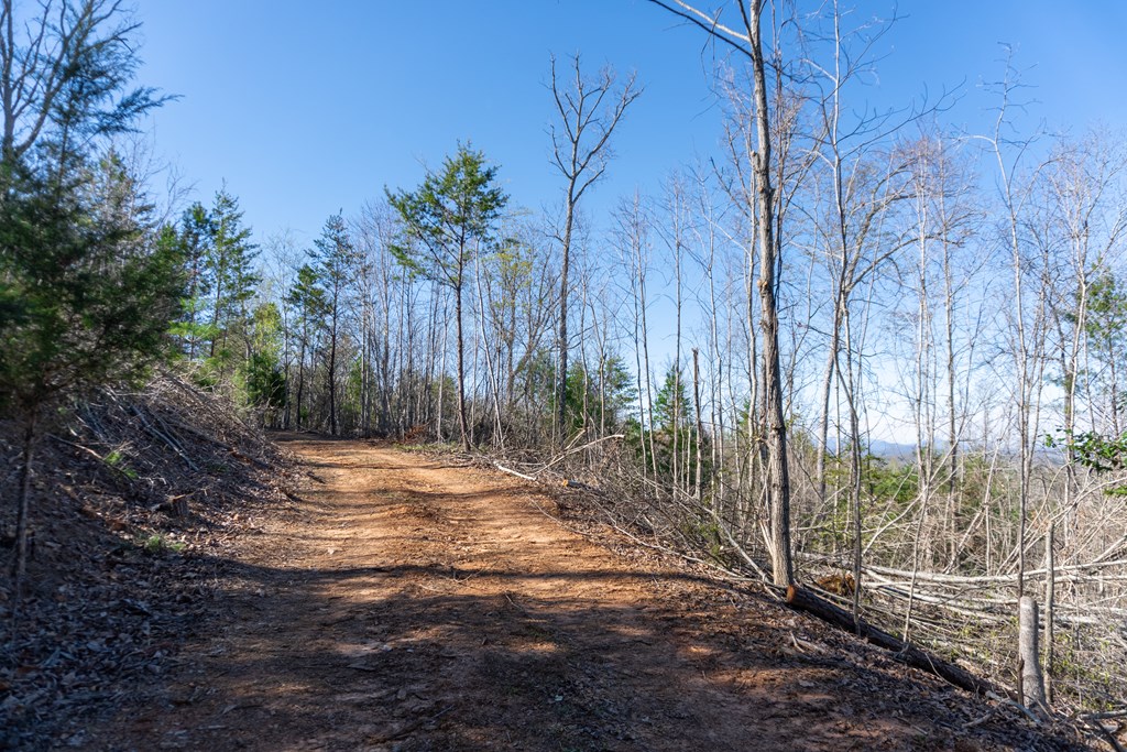 41-ac Loving Road Morganton, GA 30560 - Photo 13 of 29 a view of backyard and tree