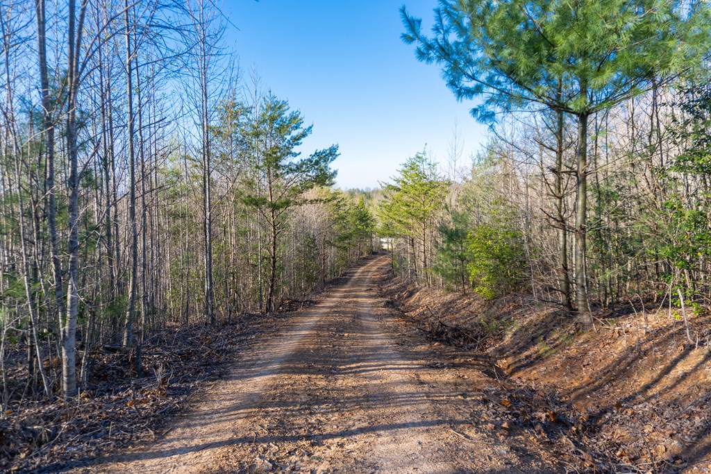 41-ac Loving Road Morganton, GA 30560 - Photo 23 of 29 a view of a road with plants and trees