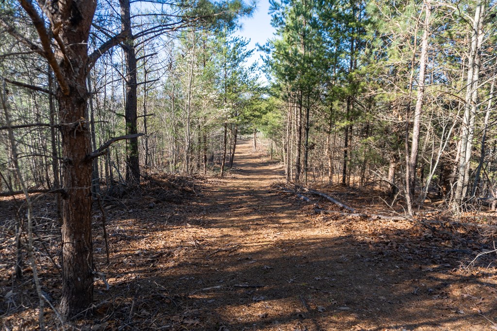 41-ac Loving Road Morganton, GA 30560 - Photo 25 of 29 a view of a yard with large trees