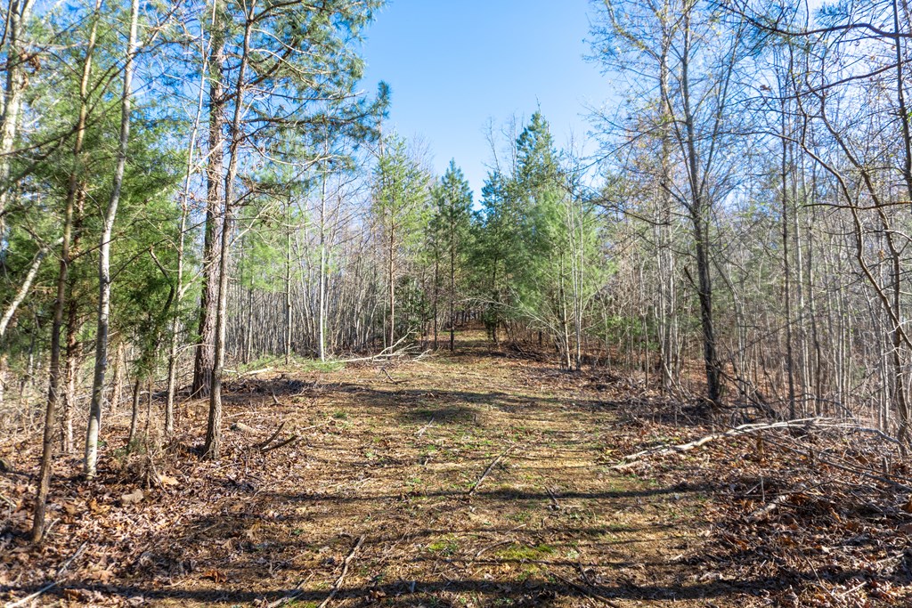 41-ac Loving Road Morganton, GA 30560 - Photo 26 of 29 a view of a backyard with trees