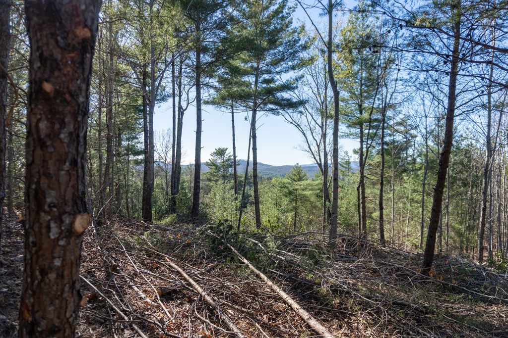 41-ac Loving Road Morganton, GA 30560 - Photo 8 of 29 a view of a forest filled with trees