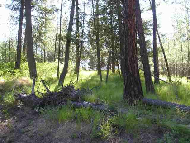 Xxx Arden Butte Road Colville, WA 99114 - Photo 2 of 9 Gallery Image 2