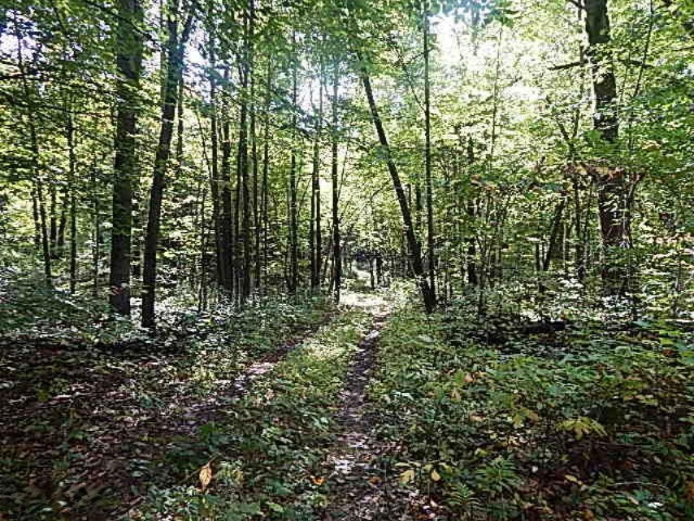 1771 Lawrence Road Hastings, MI 49058 - Photo 23 of 23 DSCN5578