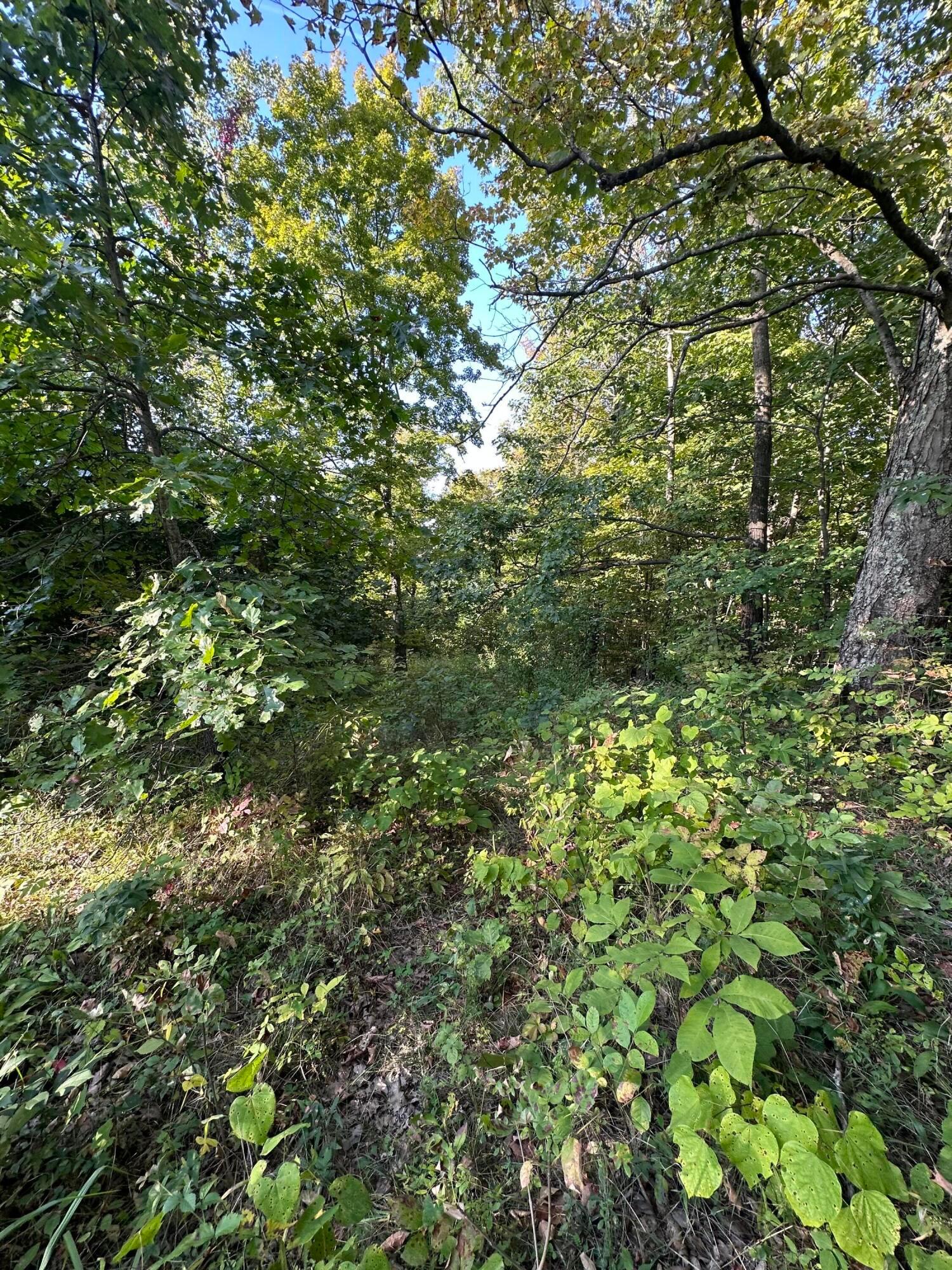 0 Dozer Ridge Road Blue Rock, OH 43720 - Photo 5 of 10 IMG_1923