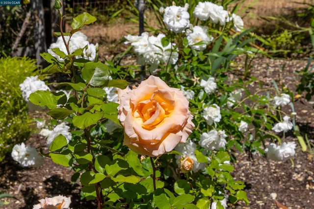 $4,750,000 | 4040 Los Arabis Drive, Lafayette, CA 94549