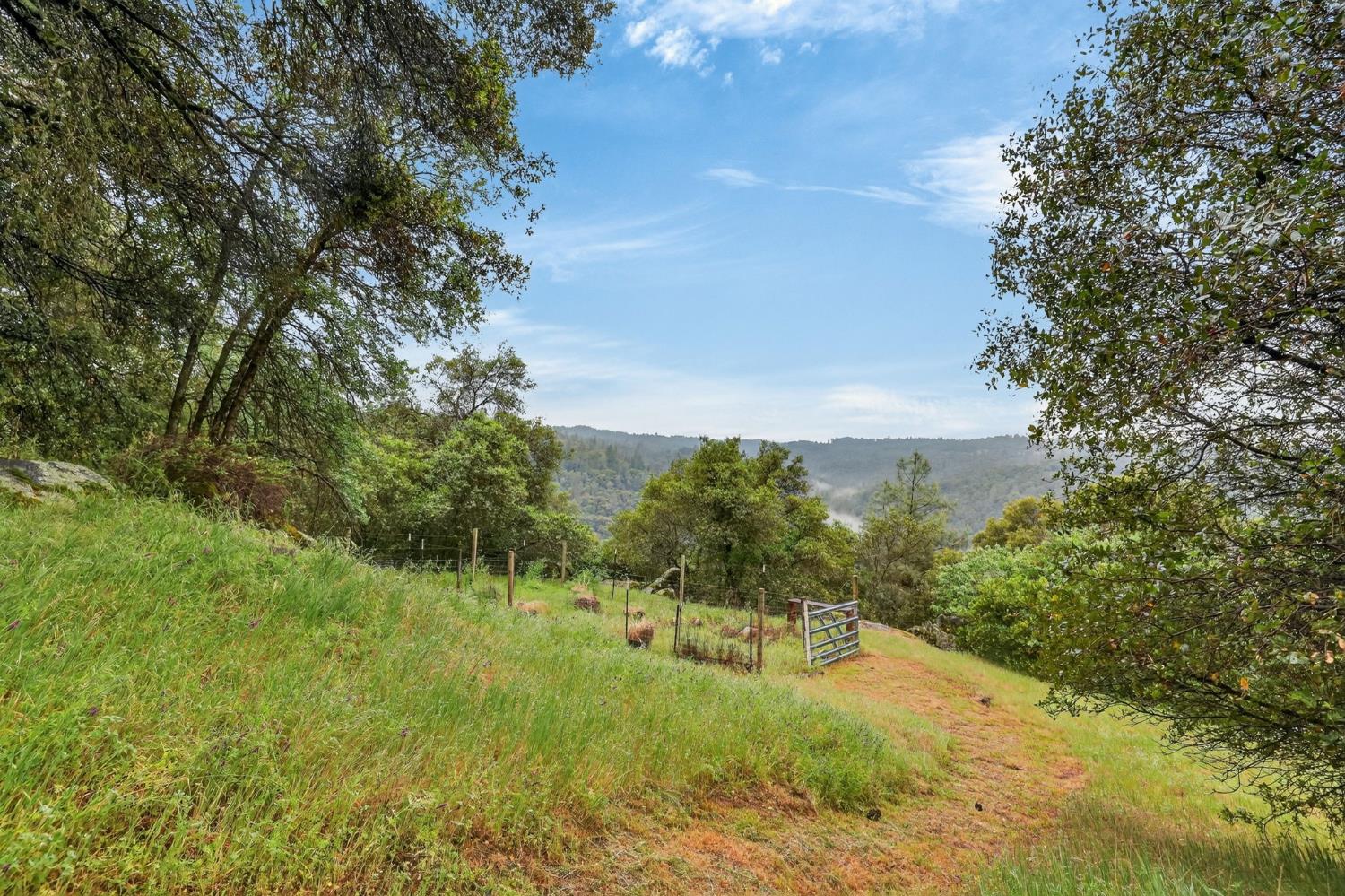 4290 Rancho Montes Drive Placerville, CA 95667 - Photo 31 of 47 a view of a yard with plants and large trees