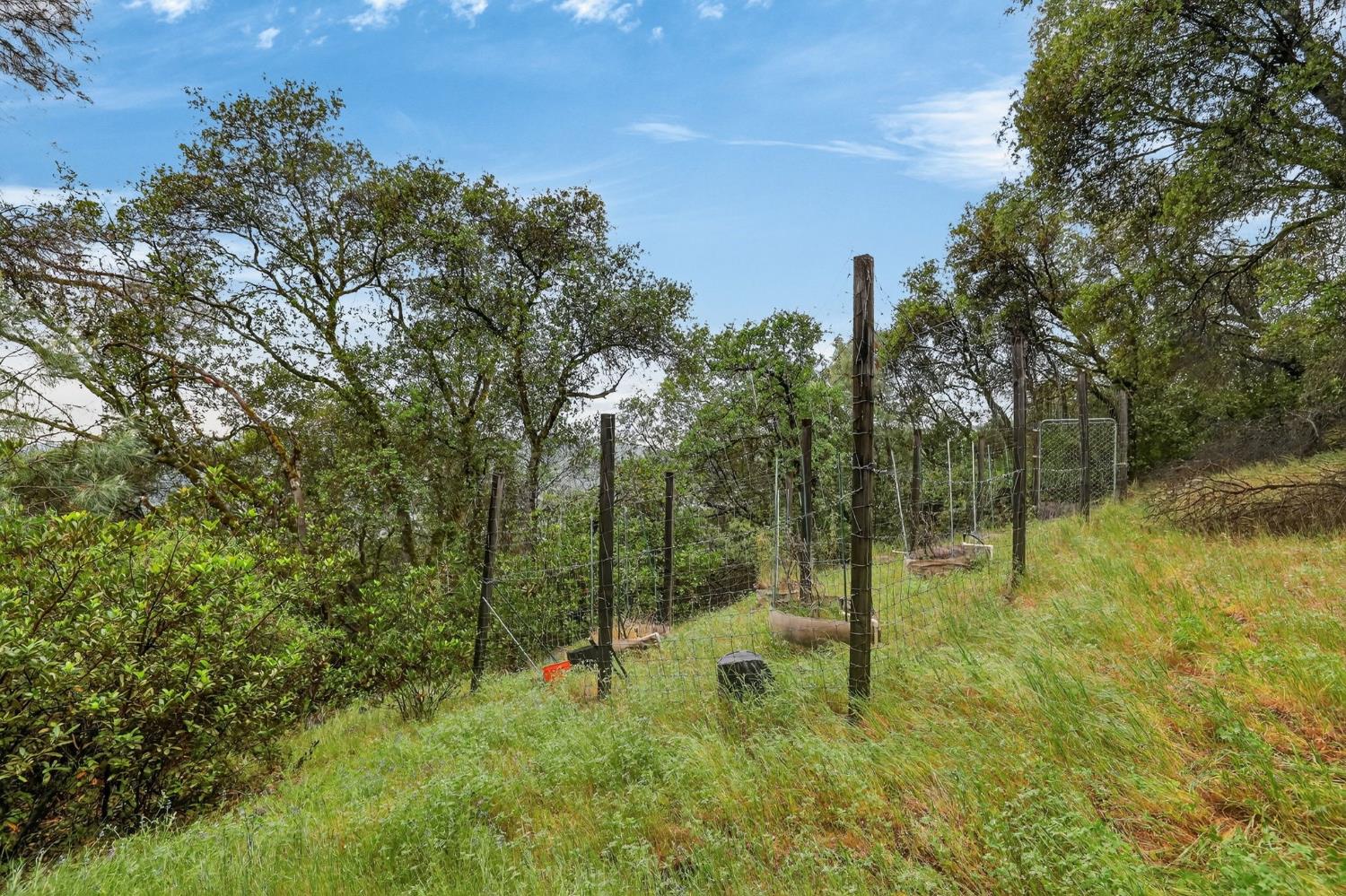 4290 Rancho Montes Drive Placerville, CA 95667 - Photo 35 of 47 a view of a forest with a tree