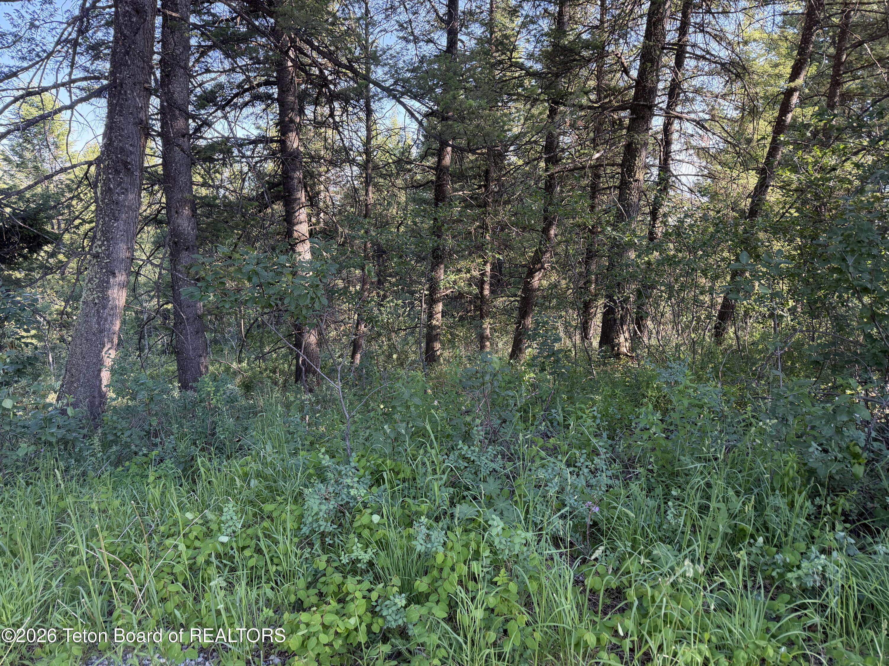Lot 81 Redwood Road Star Valley Ranch, WY 83127 - Photo 6 of 11 IMG_2583